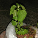 softsmileexol avatar