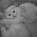 softtinkywinky avatar