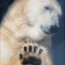 softwhitebear avatar