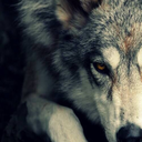 softwolffeathers avatar