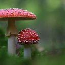 soggy-mushroom avatar