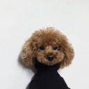 soggy-surf-dog avatar