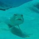 soggybeansworld avatar