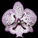 soggybreadrolls avatar