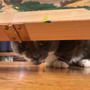 soil-centipede avatar