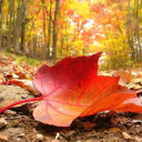 soilsmell10-blog avatar