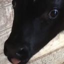 soineantabelle avatar