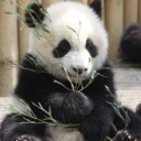 soinlovewithpandas avatar