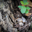 sojourner-between-worlds avatar