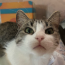 solarbeardragon avatar