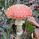 solarpixels48 avatar