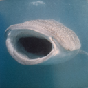 solarpoweredfish avatar