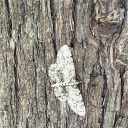 solarpoweredpunkpossum avatar