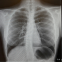 solarpunkbiologist avatar