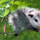 solarpunkopossum avatar