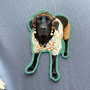 soldierpoetqueen avatar