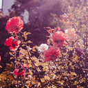 soldupapatyalar avatar