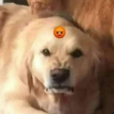 soledad-creciente avatar