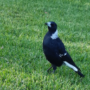 solemnmagpies avatar