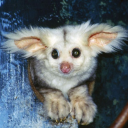 solitaireboss avatar