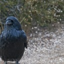 solitary-corvid avatar