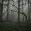 solitarybloom avatar