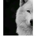 solitarygirl15 avatar