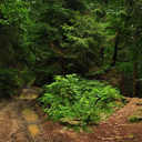 solitarynymph avatar