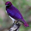 solitarysnoop avatar