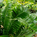 solitudeandnirvana avatar