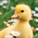 solovsgamng-1 avatar