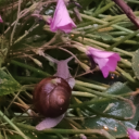 solus-artifex avatar