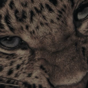 somaliapearls avatar