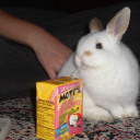 somanyrabbits11 avatar