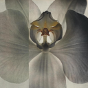 somatosensorium avatar