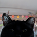 some-kindof-cryptid avatar