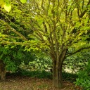 some-unknown-user avatar