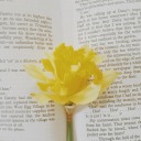 some-yellow-blog avatar