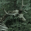 somebeetledude avatar