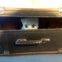 somebluenovember avatar