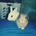 somebunnylovin-blog avatar