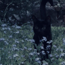 somecluelessidiot-moots avatar