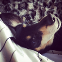 somecoffeedog avatar