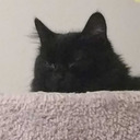 somedaysewing avatar