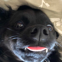 somedoodleart avatar