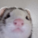 somedude372415 avatar