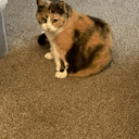 someguyonthenet1494 avatar