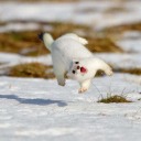 somekindofweasel avatar