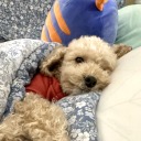 somemismatchedsocks avatar