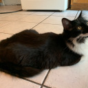 someone-named-dart avatar